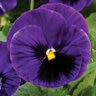 Viola X Wittrockiana Colossus Deep Blue Blotch Pansy