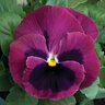 Viola X Wittrockiana Colossus Rose Blotch Pansy