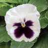 Viola X Wittrockiana Colossus White Blotch Pansy