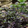 Capsicum Annuum Purple Flash Ornamental Pepper