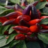 Capsicum Annuum Wicked Ornamental Pepper