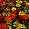 Zinnia marylandica Zahara Bonfire Mixture Zinnia