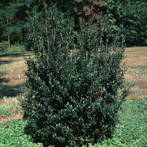 holly_accoブラック1 Ilex Crenata Black Beauty Japanese Holly | SiteOne US