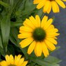 Echinacea X Prima Amarillo Coneflower