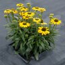 Echinacea X Prima Amarillo Coneflower