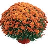 Chrysanthemum Morifolium Nikki Orange Garden Mum