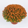 Chrysanthemum Morifolium Nikki Orange Garden Mum