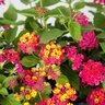 Lantana Camara Little Lucky Hot Pink Lantana