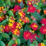 Lantana Camara Little Lucky Red Lantana