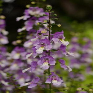 Angelonia angustifolia Archangel Blue Bicolor Summer Snapdragon 1 gal. Container