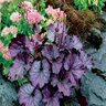 Heuchera X Northern Exposure Purple Coral Bells