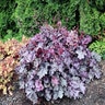 Heuchera X Northern Exposure Purple Coral Bells