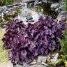 Heuchera X Northern Exposure Purple Coral Bells