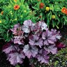 Heuchera X Northern Exposure Purple Coral Bells