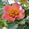 Rosa X Ringo All-Star Rose