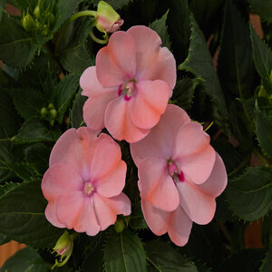 Impatiens X Hybrida SunPatiens Compact Blush Pink New Guinea Impatiens