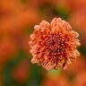 Chrysanthemum X Morifolium Ursula Fancy Orange Hardy Garden Mum