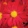 Chrysanthemum X Morifolium Bonnie Red Hardy Garden Mum