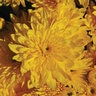 Chrysanthemum X Morifolium Yolanda Yellow Hardy Garden Mum