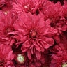 Chrysanthemum X Morifolium Wanda Red Hardy Garden Mum