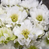Helleborus x Wedding Party Wedding Bells Proven Winners Lenten Rose