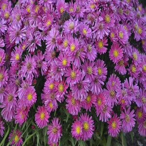 Aster X Kickin Carmine Red Aster