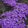 Phlox X Bedazzled Pink Creeping Phlox