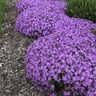 Phlox X Bedazzled Pink Creeping Phlox