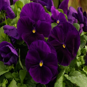 Viola x wittrockiana Majestic Giant II Clear Purple Pansy 18 Count Flat