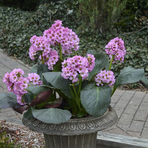 Bergenia Cordifolia Miss Piggy Proven Winners Pigsqueak True 1 gal. Container