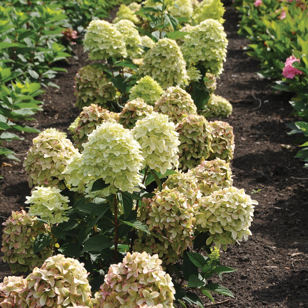 Hydrangea Paniculata Bokraflame Magical Candle Panicle Hydrangea ...