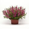 Angelonia Angustifolia Serena Rose Summer Snapdragon