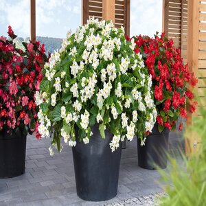 Begonia X Benaratensis Big White Green Leaf Begonia