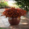 Solenostemon Scuttellarioides FlameThrower Habanero Coleus