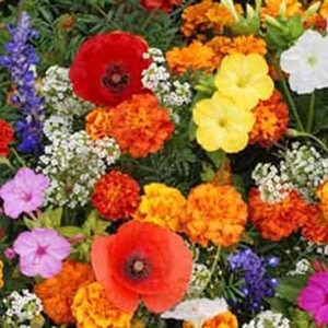 Deer Resistant Wildflower Seed Mix 1 lb. Bag