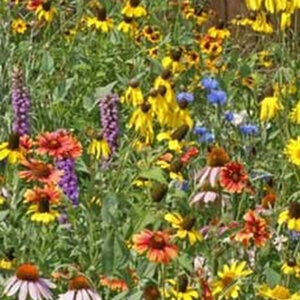 Midwest Wildflower Seed Mix 1 lb. Bag