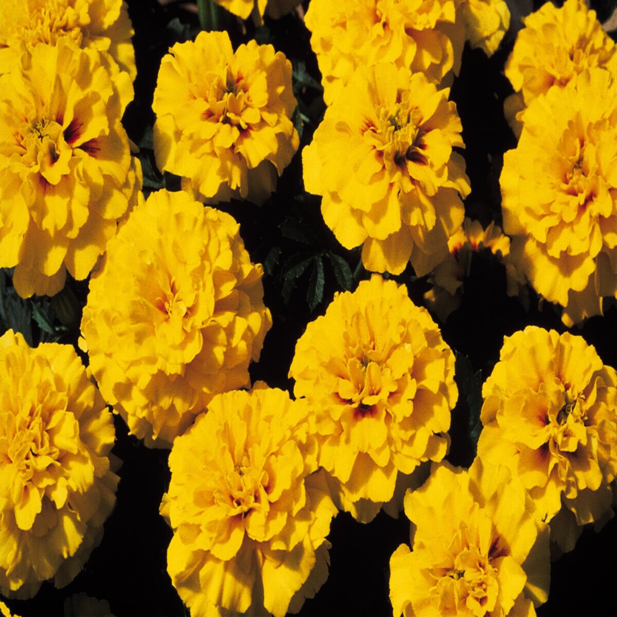 Tagetes Patula Janie Bright Yellow Dwarf Crested French Marigold | SiteOne