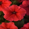 Petunia X Hybrida Madness Red Petunia