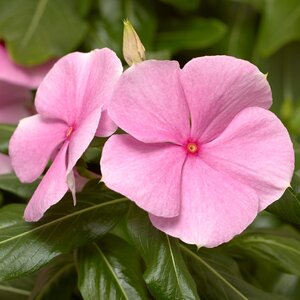 Catharanthus Roseus Cora XDR Light Pink Vinca