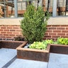 Border Concepts BORCON Line Weathering Steel Landscape Edging 1/8 in. x 4 in. x 10 ft.