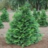 Chamaecyparis Obtusa Filicoides Fernspray Hinoki Cypress 48 in. Height Ball and Burlap