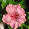Hibiscus Rosa-Sinensis Hollywood First Lady Tropical Hibiscus