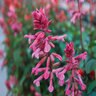 Salvia X Skyscrapper Pink Sage