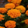 Tagetes Patula Hot Pak Orange French Marigold