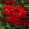 Pentas Lanceolata Lucky Star Dark Red Egyptian Starcluster