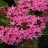 Pentas Lanceolata Lucky Star Pink Egyptian Starcluster