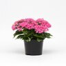 Pentas Lanceolata Lucky Star Pink Egyptian Starcluster