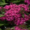 Pentas Lanceolata Lucky Star Violet Egyptian Starcluster