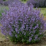 Nepeta Faassenii Kitten Around Catmint