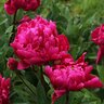 Paeonia Lactiflora Karl Rosenfield Peony 3 gal. Container
